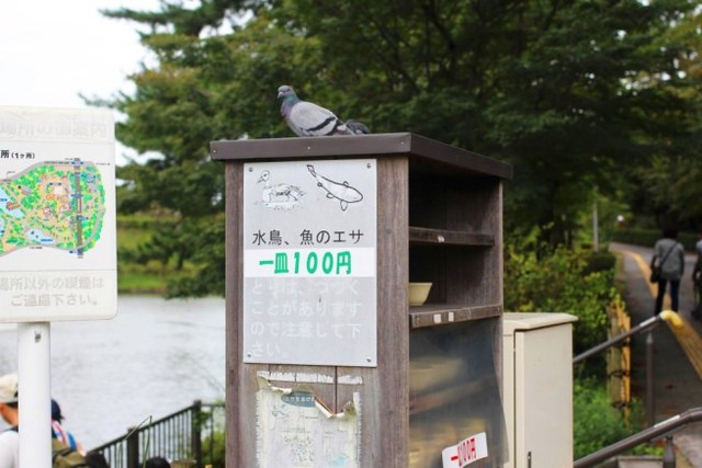 水鳥のエサ