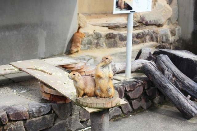 動物との距離も近い!