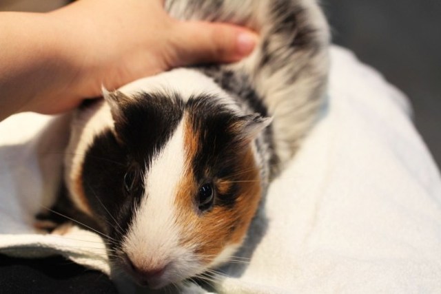 モルモットを体験できる!