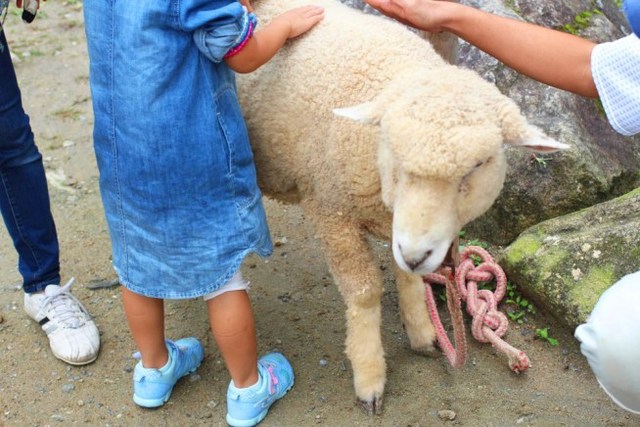 ひつじに触れる!
