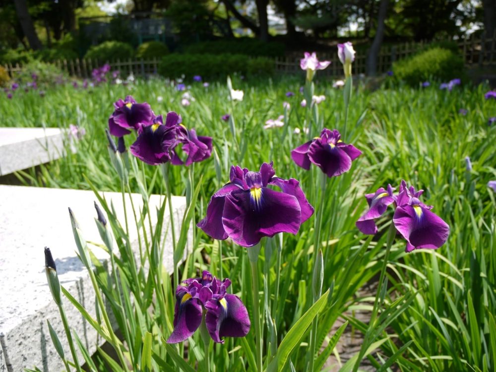 開花が始まった花菖蒲