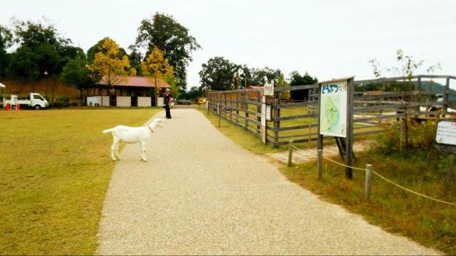 お散歩中のヤギさんと遭遇してしまいました