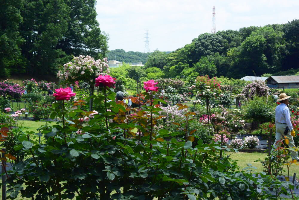ざまざまな色合いで人々の目を楽しませます 写真提供:野津田公園