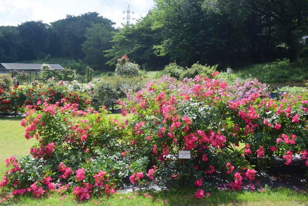 鮮やかな色合いを見せる「ロージーカーペット」 写真提供:野津田公園