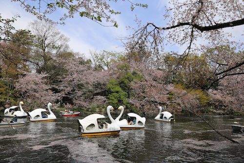 桜の波の立つ春の井の頭公園