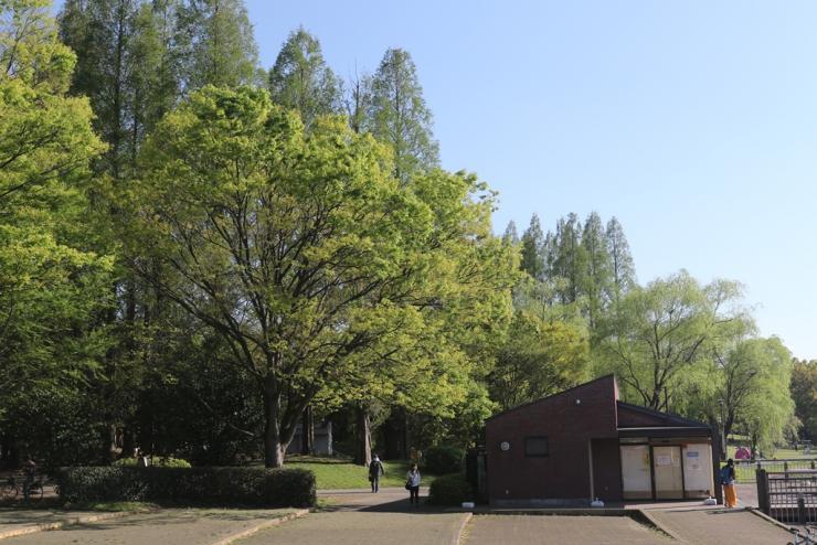 自然豊かな公園