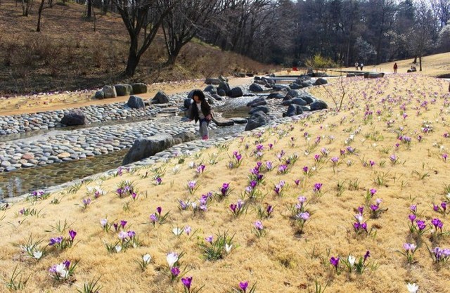 渓流広場のクロッカス
