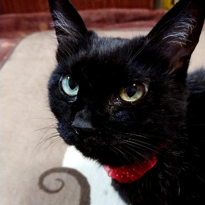 ペットスマイル投稿詳細 | PetSmile