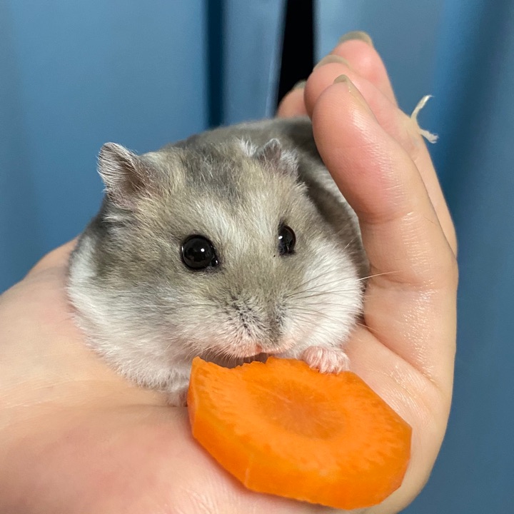 ペットスマイル投稿詳細 | PetSmile