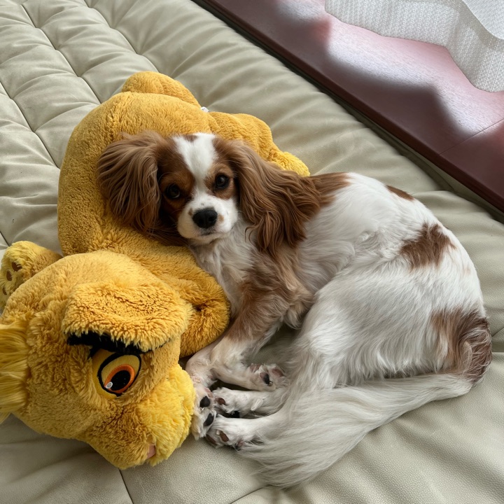 さるっち様❤キャバリアキングチャールズスパニエル♡メモリアル オブジェ♡ 置物 彫像 座っている キャバリア キング チャールズ スパニエル の像