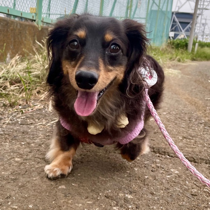 ダックスママ ペットスマイル投稿詳細 | PetSmile