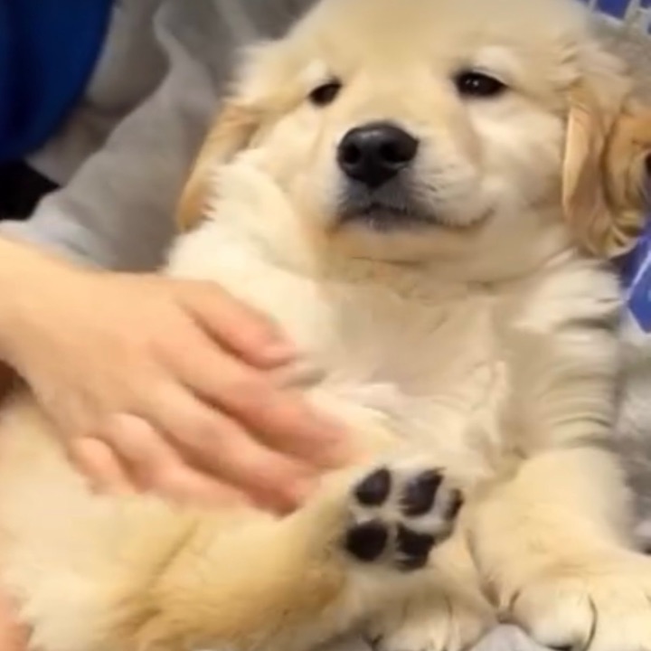 ペットスマイル投稿詳細 | PetSmile