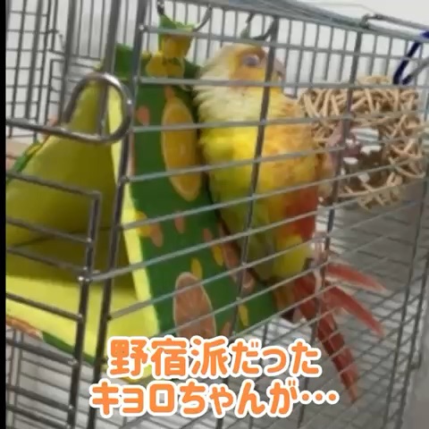 ペットスマイル投稿詳細 | PetSmile
