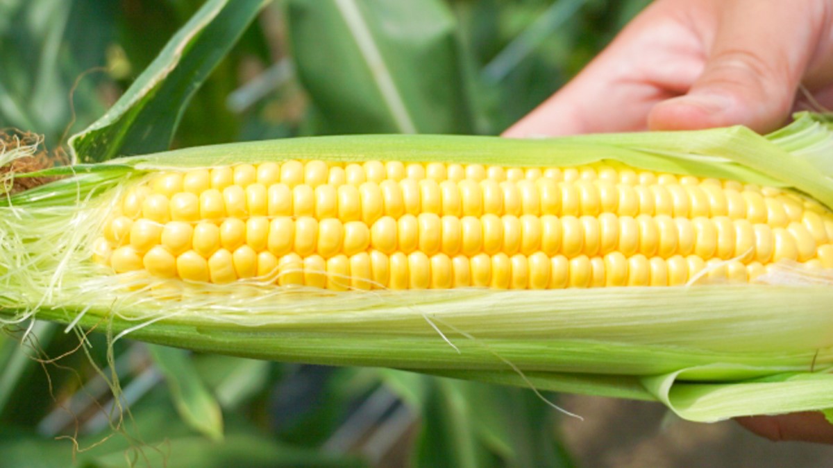 2025夏季は受付終了｜朝採れ直送！平均糖度20度以上「極甘とうもろこし