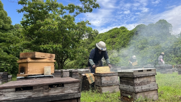 巣みつ（コムハニー）で栄養も美味しさも丸ごといただく。極上国産