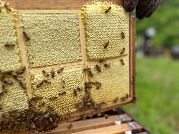 巣みつ（コムハニー）で栄養も美味しさも丸ごといただく。極上国産