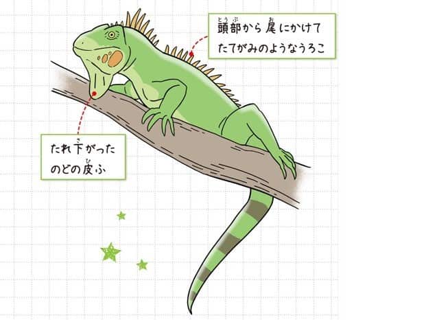 グリーンイグアナ