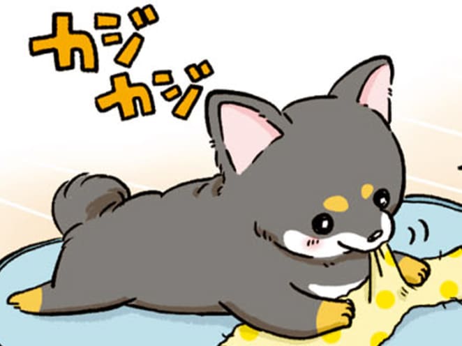 なんでもカジカジかじる