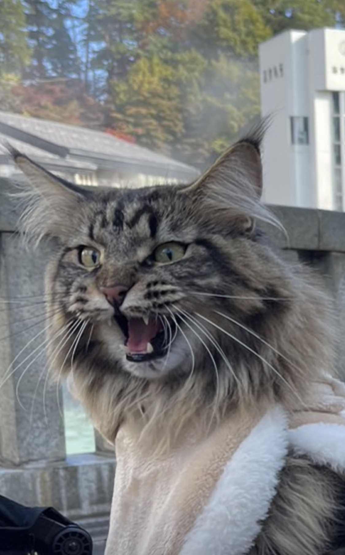 とらぞーさん