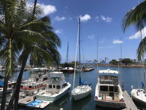 山猫ぐるみさん