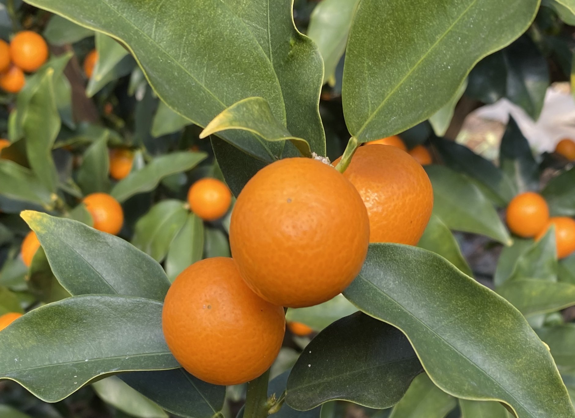 100本の木に実る完熟きんかん「たまたま」、宮崎県宮崎市の「安…