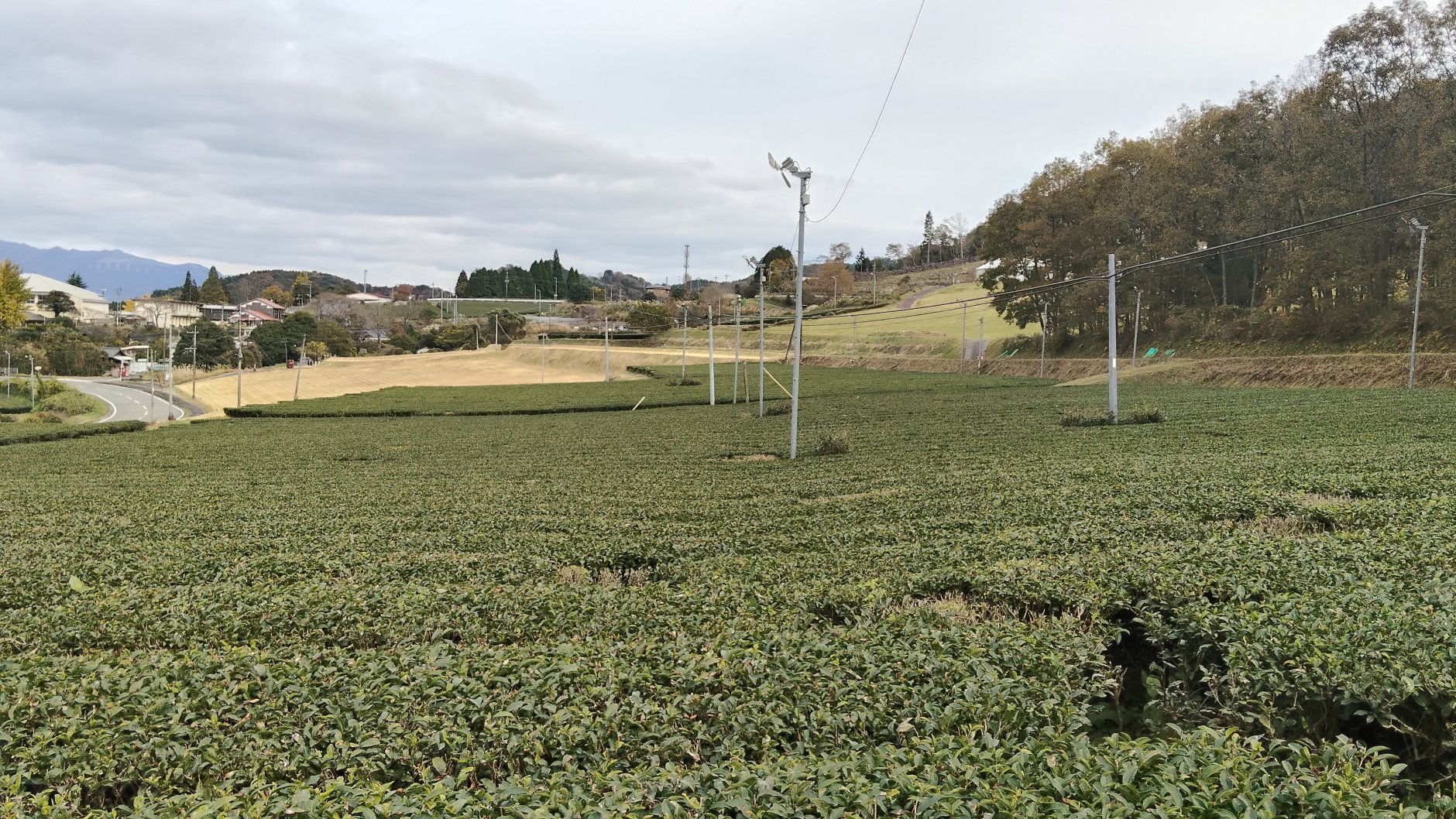 幅広い茶葉の栽培・製造・販売を手掛ける宮崎県五ヶ瀬町の「株…