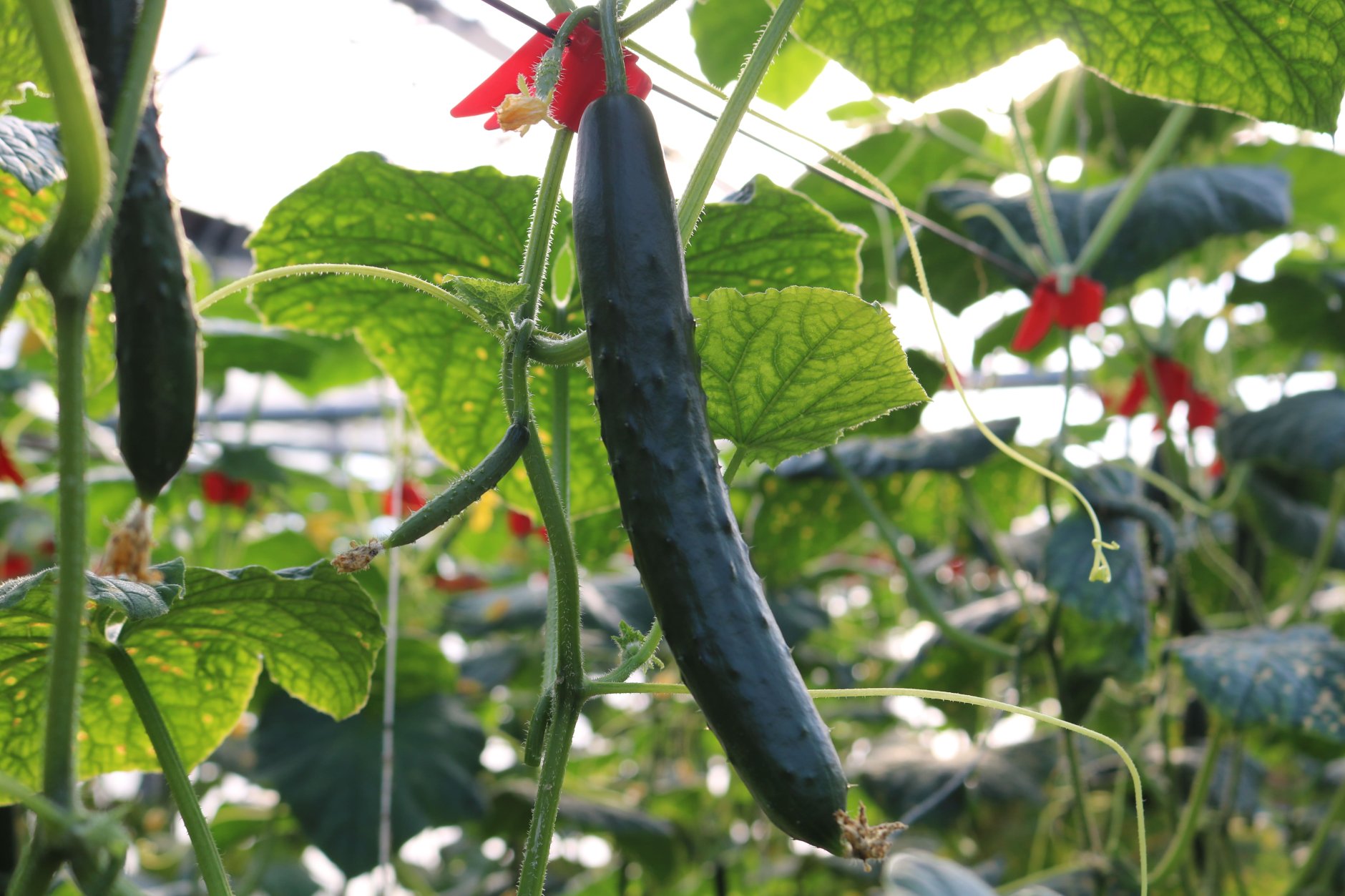 15年育ててきたきゅうりとハウスを、次の果菜づくりへ。宮崎市…