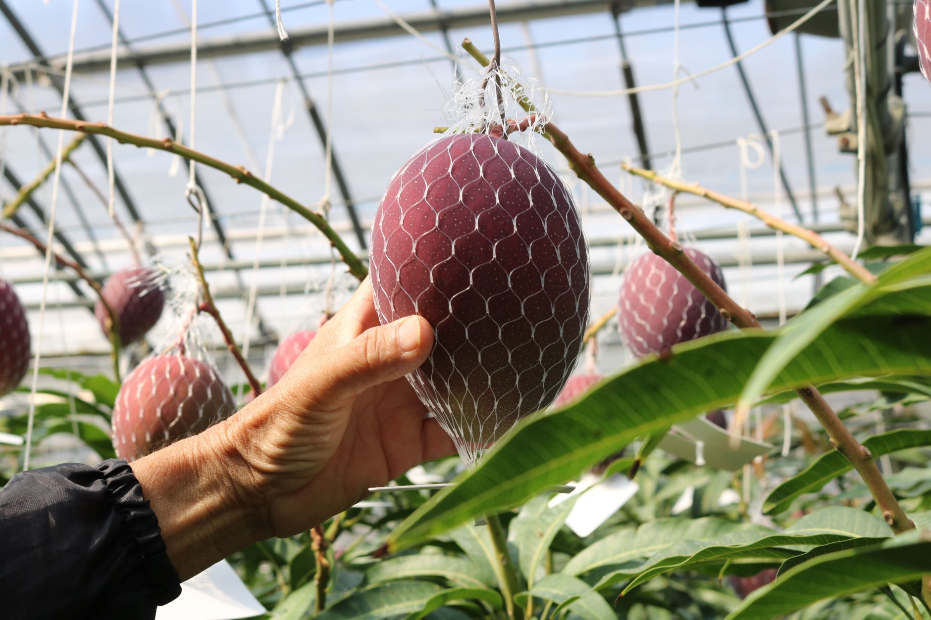 努力がそのまま実りになる、完熟マンゴーを栽培する宮崎市の「…