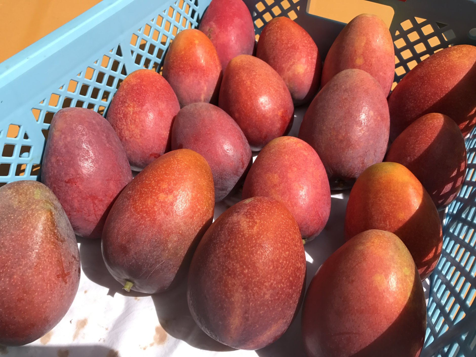 宮古島の気候と土が育てる特別な果実。沖縄県宮古島のマンゴー…