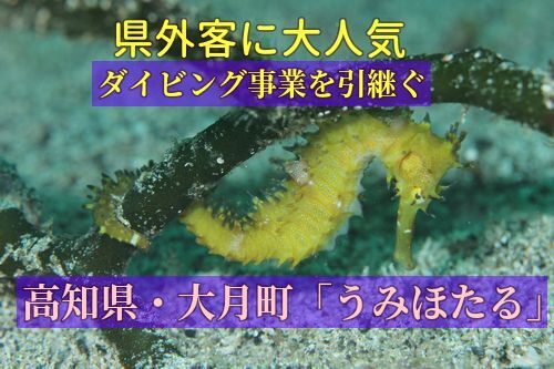 【大月町】ダイビングサービス「うみほたる」の後継者募集！