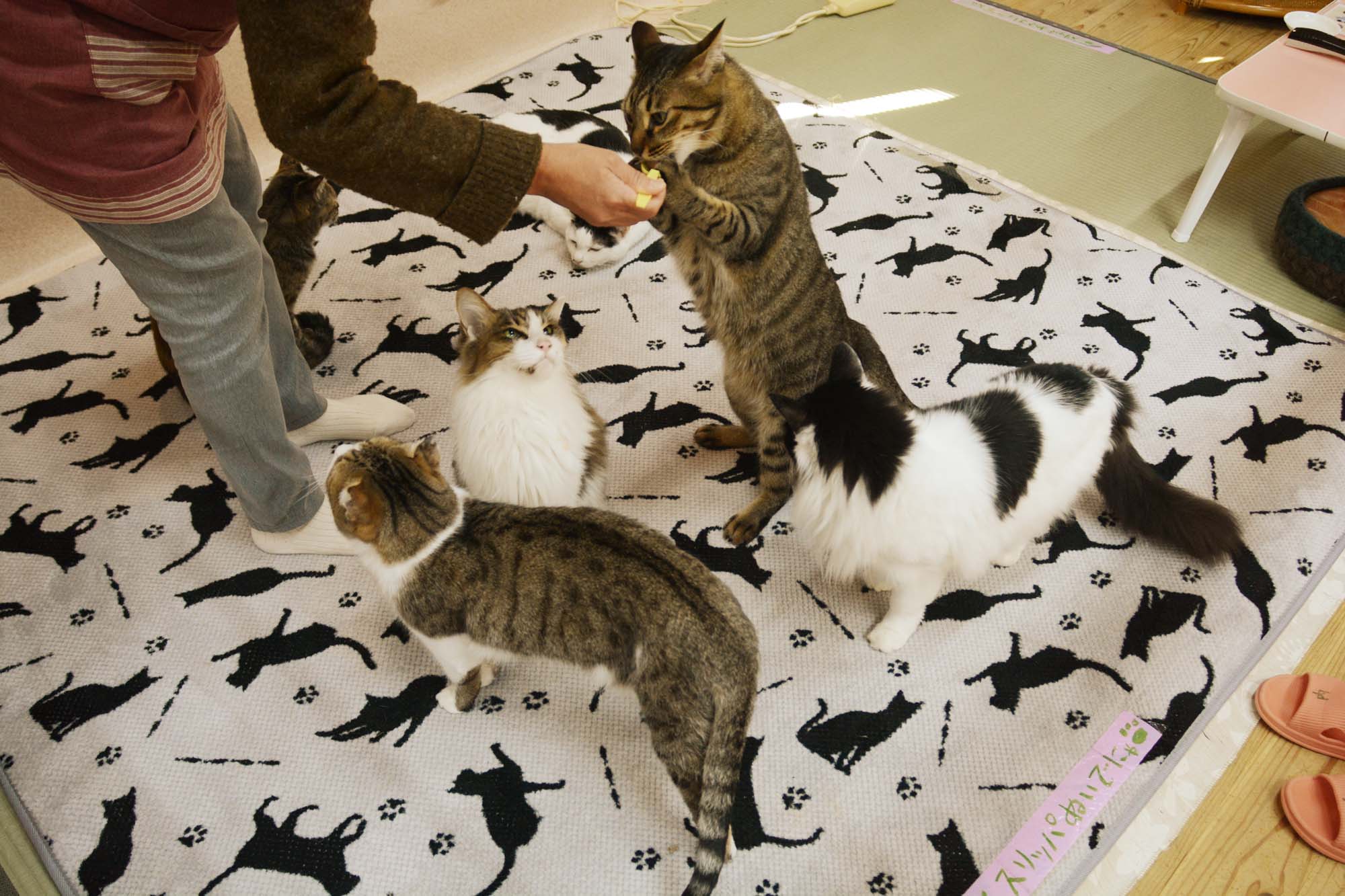 猫好きが集う福井県初の猫カフェ「Cat village」。保護猫活動をしながら新しい事業を展開しませんか?