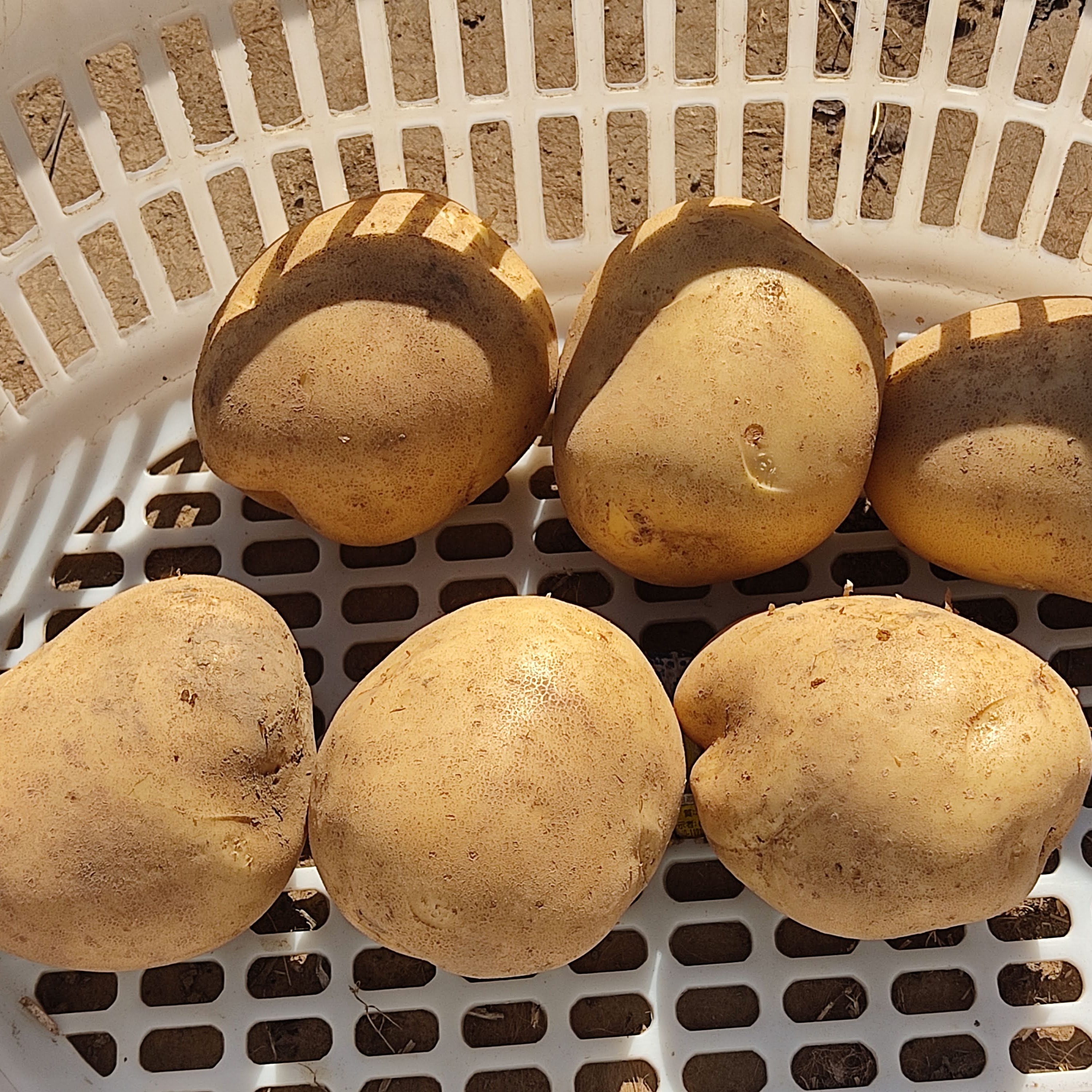 数量限定｜超大玉ニシユタカ食べ応え抜群｜【3L以上】約8kg｜迫力