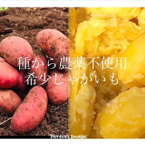 10kg”農家の中でも『幻』のじゃがいも！世界一美味しいじゃがいも