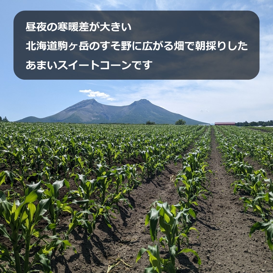 北海道の朝採りスイートコーン20本 ｜ 野菜/とうもろこし 産直アウル