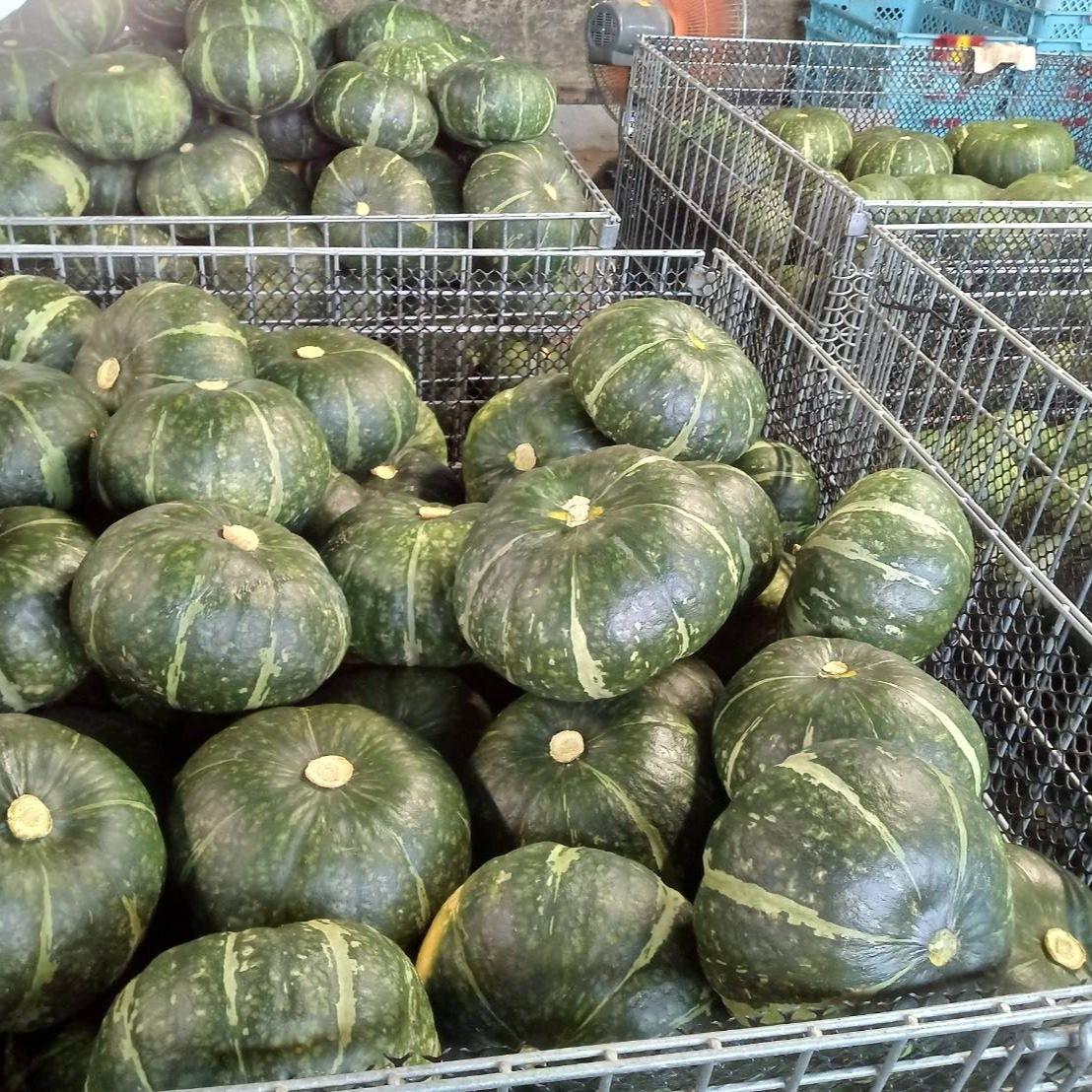 今だけ！【期間限定特価！】富山県産　大きめサイズ！無農薬青ぼっくり５キロ！！！