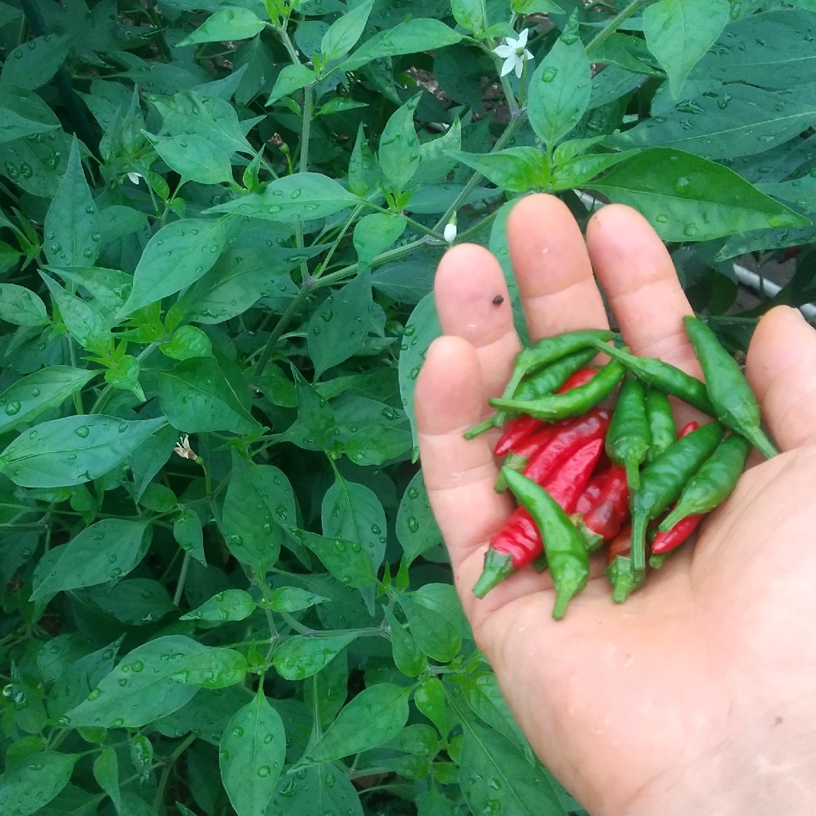 農薬不使用】島トウガラシ赤50青50 | 野菜/スパイス 産直アウル 農家
