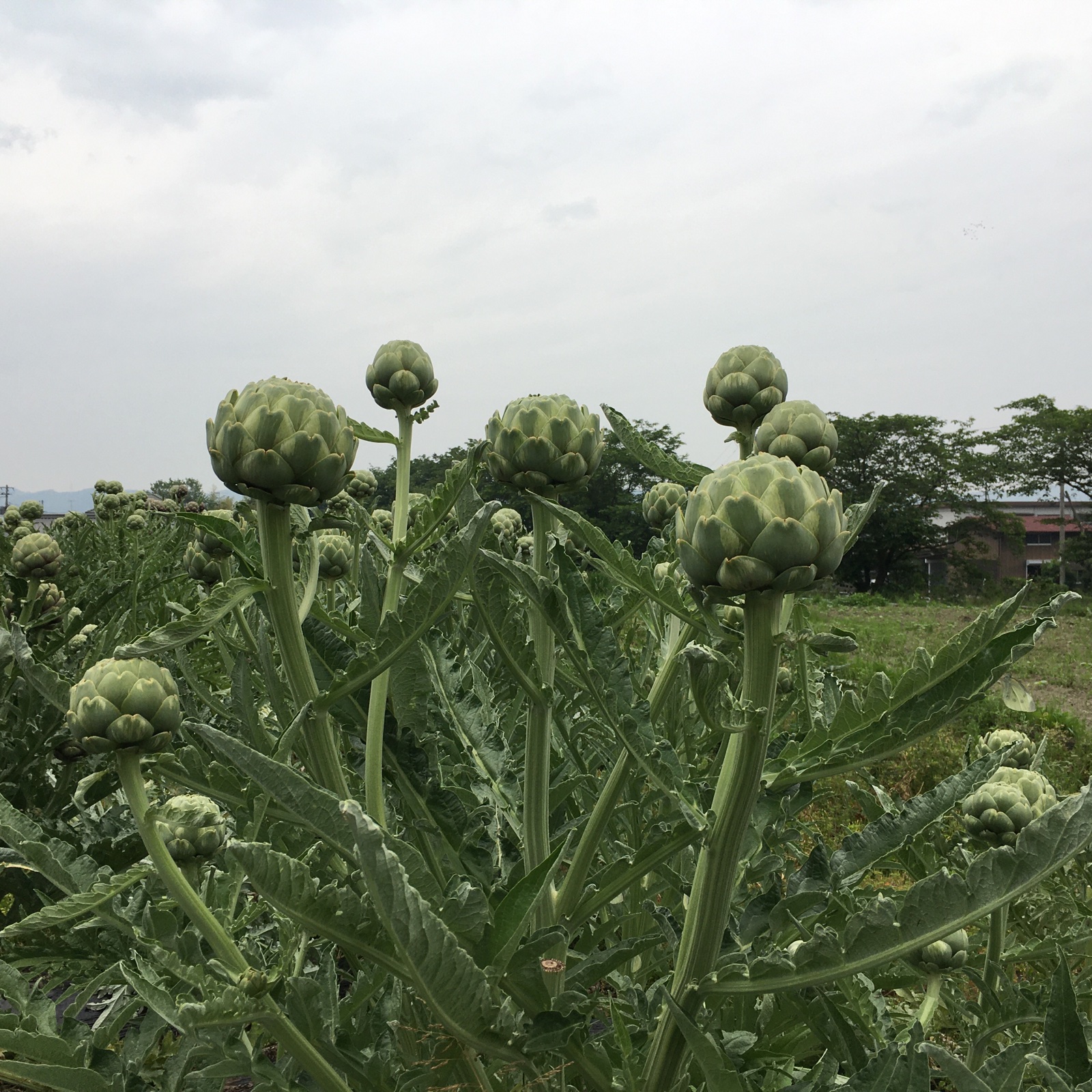アーティチョーク1kg | 野菜/ハーブ 産直アウル 農家から直接