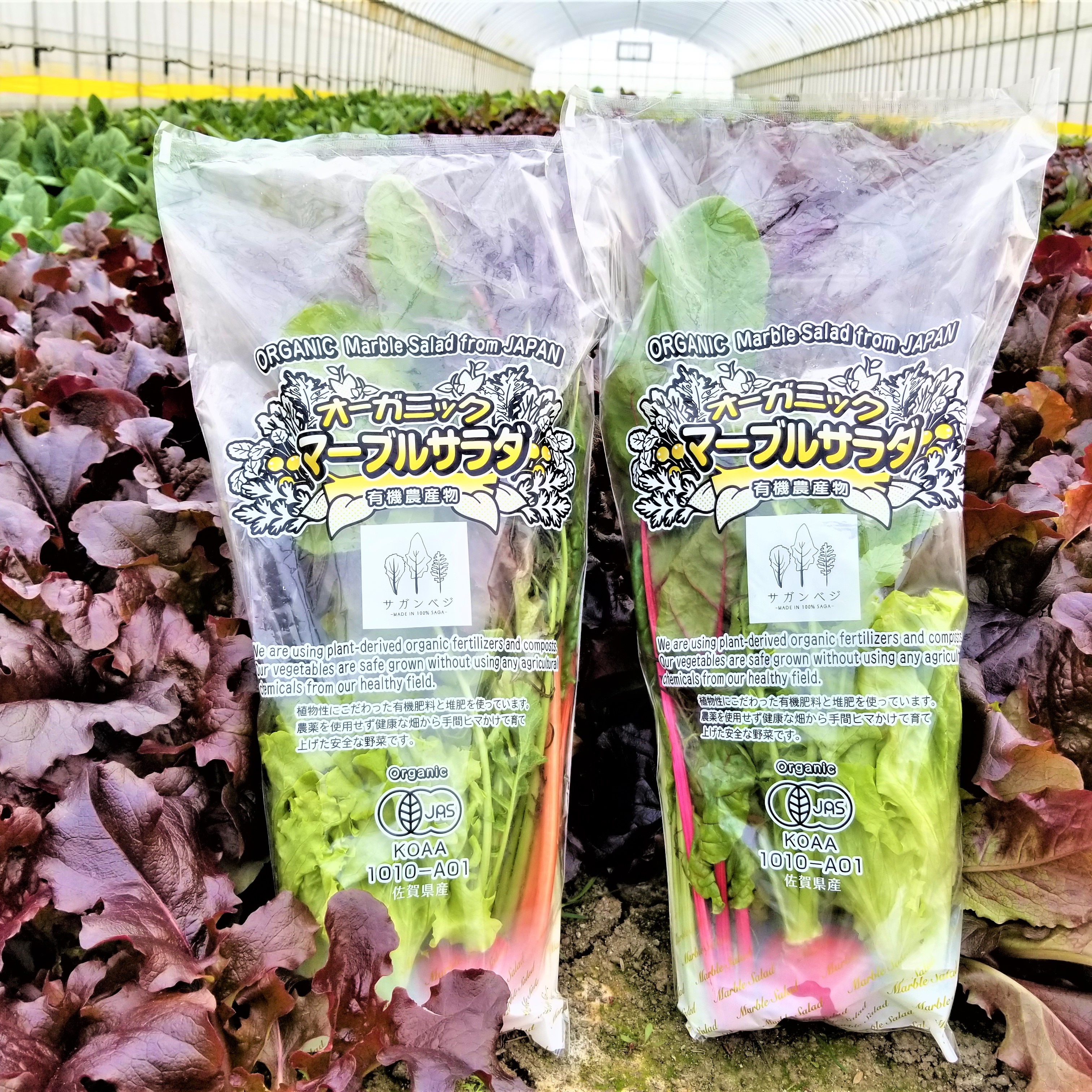 有機JASおためしサラダセット 動物性不使用/植物性育ち ｜ 野菜/野菜 