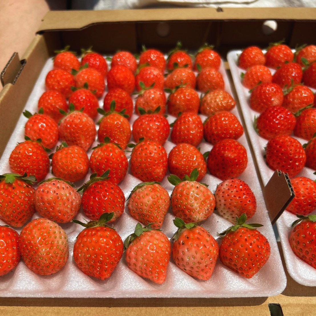 朝採れ当日発送！42玉1パック！夏秋いちご 青森県産 すずあかね 苺 夏