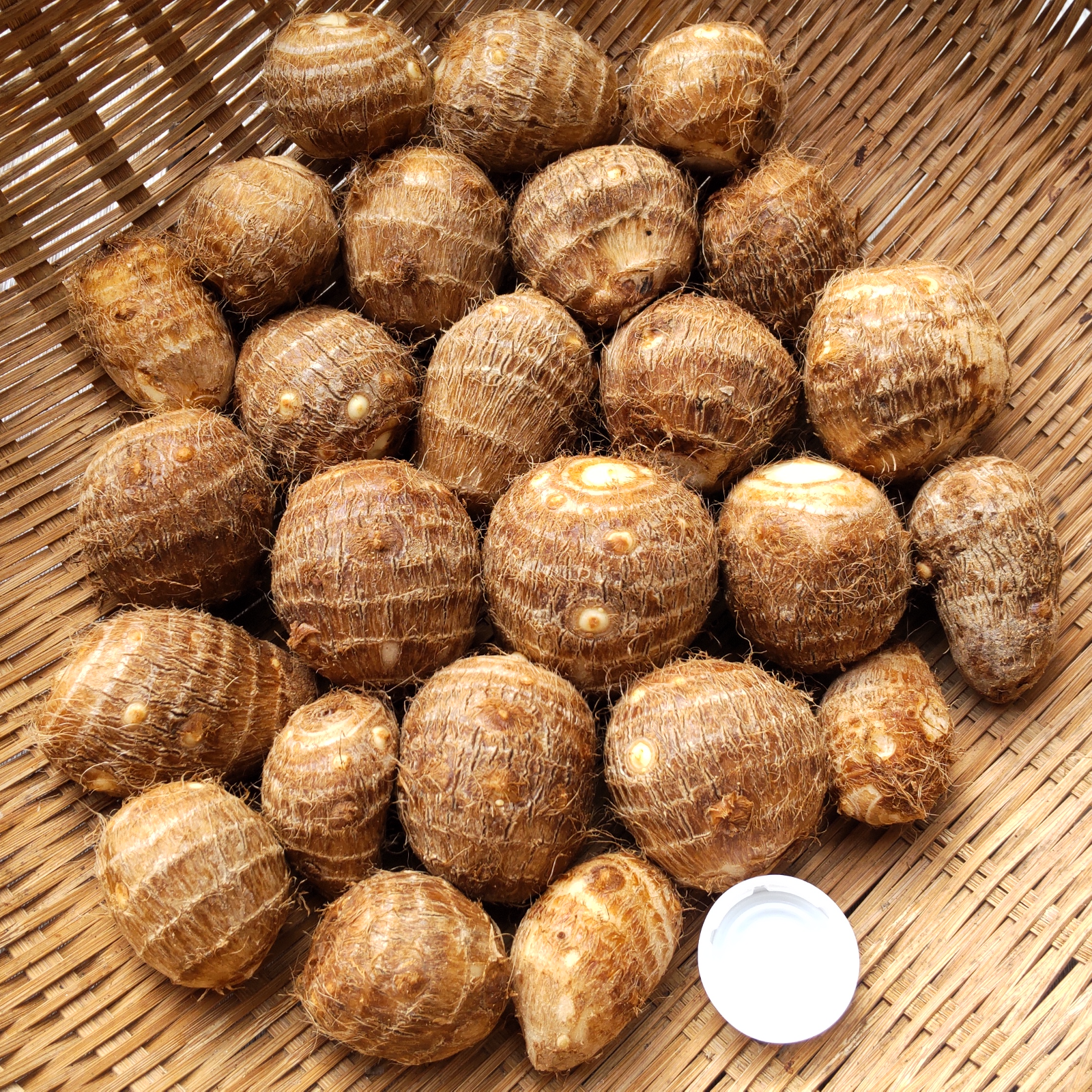 無農薬】在来種の里芋 大野在来 1.5kg 大野芋 煮崩れしにくくまろやか