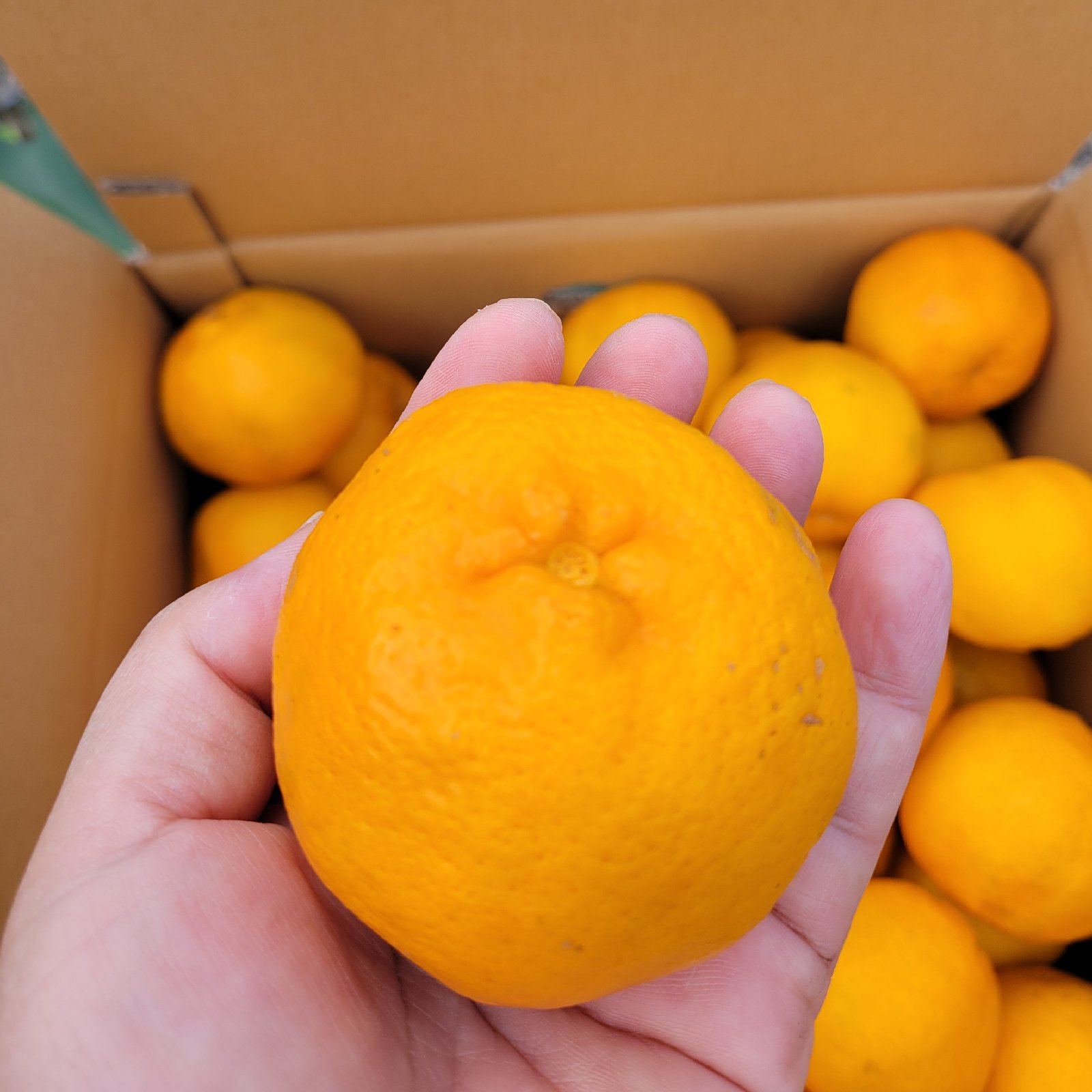 家庭用】屋久島名産ぽんかん10キロ | 果物/オレンジ・その他みかん