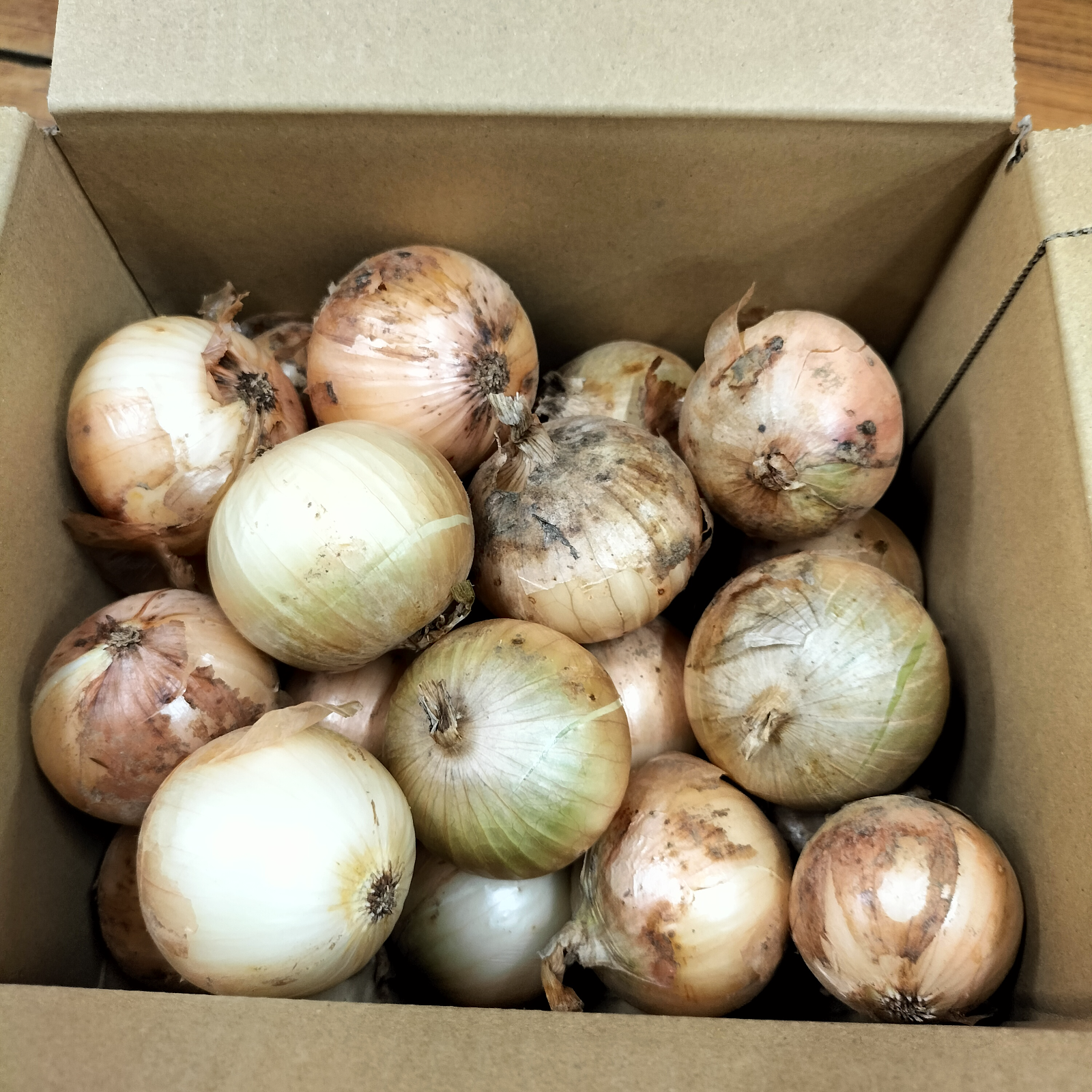 訳あり】小さな新玉ねぎ 約1.5kg 丸ごと利用に最適！！ 品種：ソニック