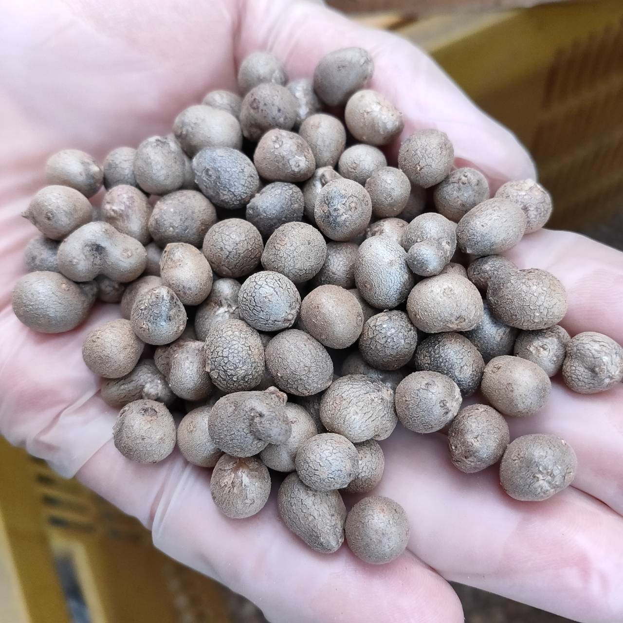 鳥取県産】むかご 10kg Sサイズ(～1cm) 長芋 ねばりっこ とっくり芋