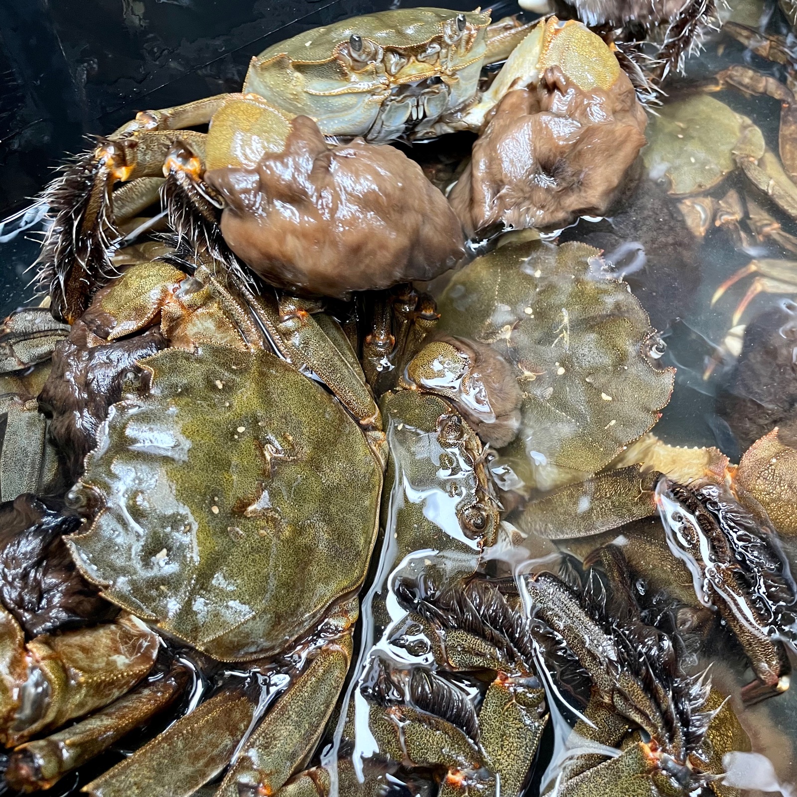 天然 モクズガニ 四万十川 清流 約1kg 濃厚な旨み 大小混合 冷凍 天然 モクズガニ 四万十川 清流 約1kg 濃厚な旨み 大小混合 冷凍