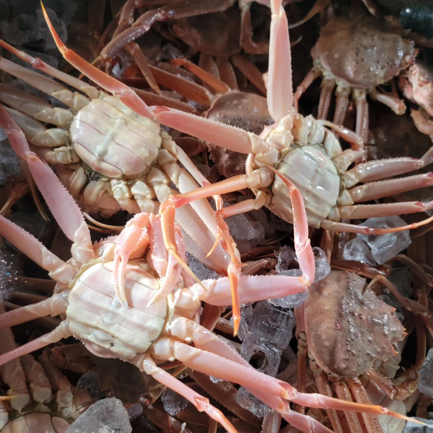 期間限定商品】(外子)120サイズ詰め込みセット ｜ 魚介類/カニ 産直 
