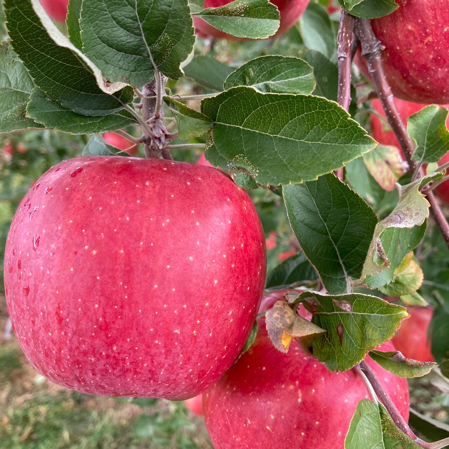 サンふじ 小玉 ご家庭用 約5キロ | 果物/りんご 産直アウル 農家から