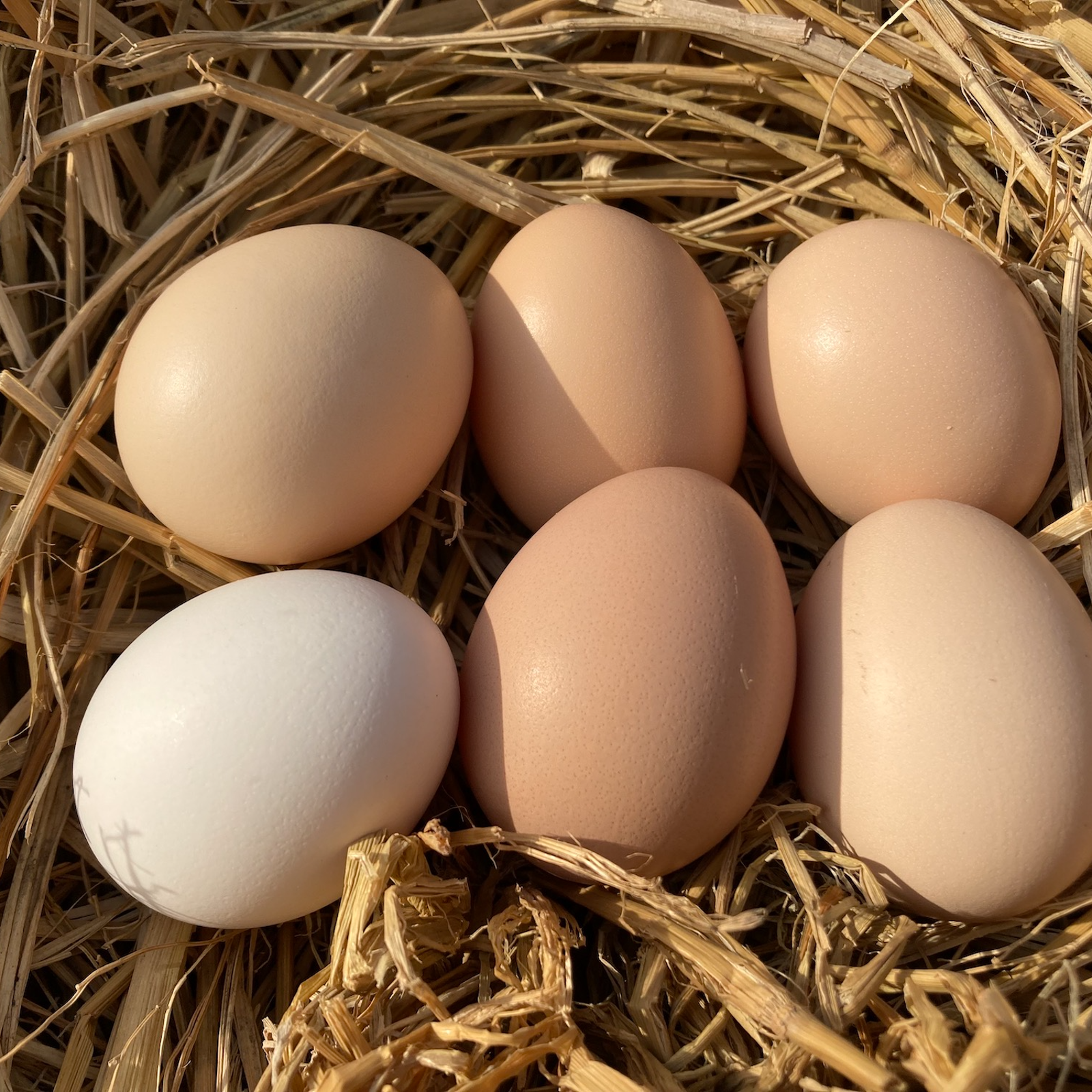 平飼い 卵 6個パック］ 烏骨鶏 （うこっけい）223EGG たまご | 卵/鶏卵