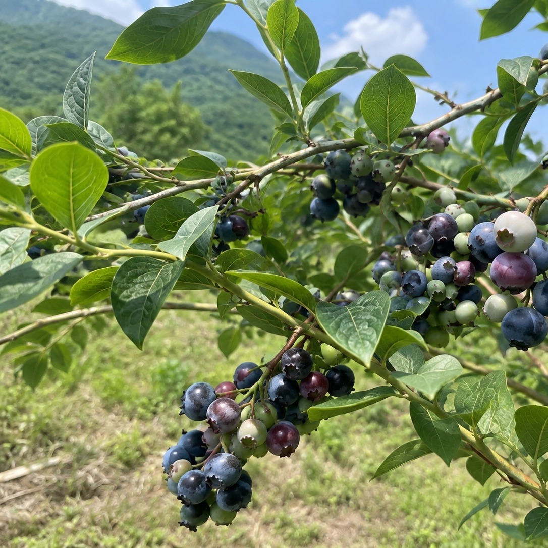 青森市産 冷凍ブルーベリー 1kg ｜ 果物/ベリー類 産直アウル 農家