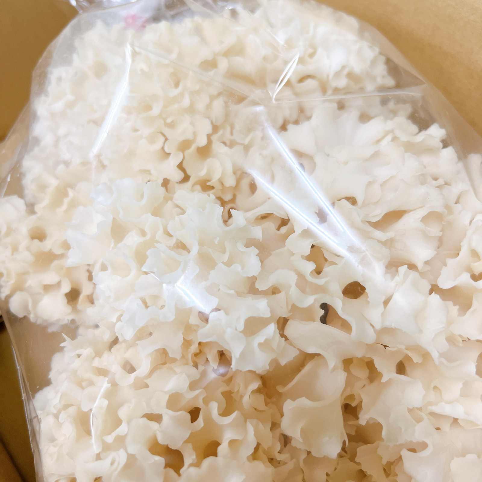 大容量】はなびらたけ 500g×1 ｜ 野菜/きのこ 産直アウル 農家・漁師