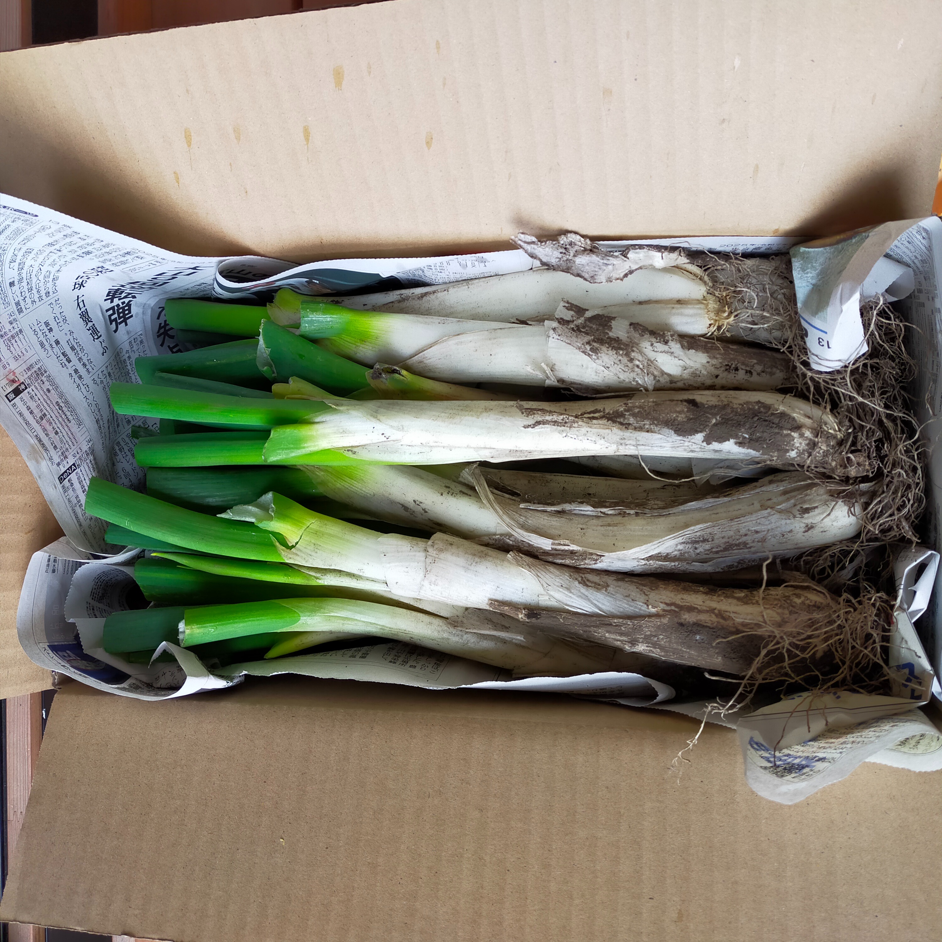 畑でまっすぐ】青森県十和田市産 長ネギ 焼き・鍋の主役に 4㎏ | 野菜